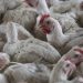 CDC ends bird flu emergency
