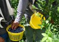 FDA upgrades blueberry recall to highest risk level