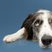 Dogs detect Parkinson’s by smell, years before symptoms start