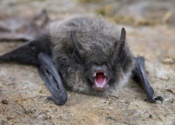 Rabies on the rise in U.S.: What to know