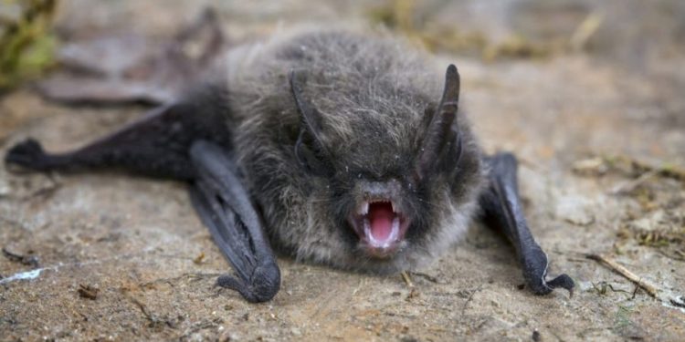 Rabies on the rise in U.S.: What to know