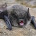 Rabies on the rise in U.S.: What to know