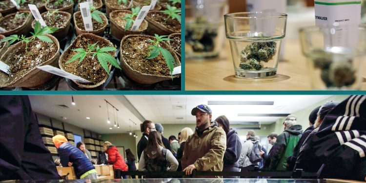 Taking the measure of legal pot