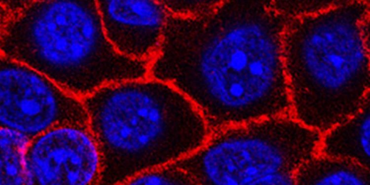 Promising vaccine may prevent certain cancers from returning