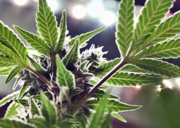 Trump ‘looking at’ reclassifying marijuana as less dangerous drug