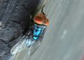 First U.S. screwworm case in years confirmed in Maryland 