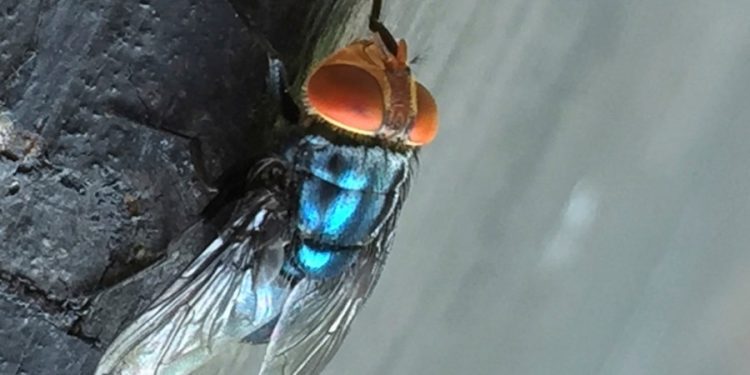 First U.S. screwworm case in years confirmed in Maryland