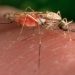Malaria case in New Jersey resident who hasn’t traveled under investigation