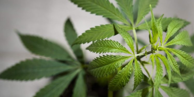 Cannabis use may boost tobacco addiction risk in young Americans, study finds