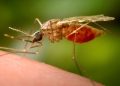 First locally acquired chikungunya case confirmed in New York