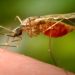 First locally acquired chikungunya case confirmed in New York