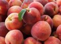 Peaches sold at Trader Joe’s, Kroger recalled over listeria risk