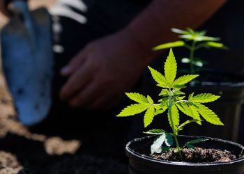4 hemp THC products that could be banned by Congress: Gummies, vapes, drinks and creams