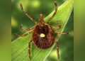 NJ man is first person to die from meat allergy contracted by tick bite, researchers believe