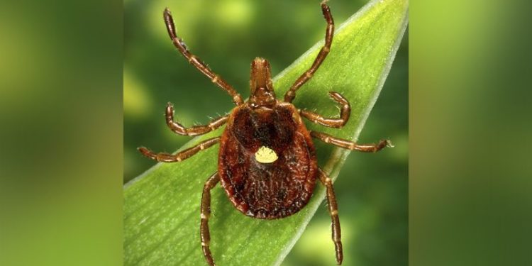 NJ man is first person to die from meat allergy contracted by tick bite, researchers believe