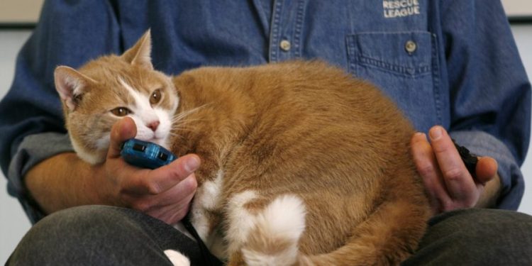 GLP-1 trial seeks to use meds to slim down cats