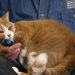 GLP-1 trial seeks to use meds to slim down cats