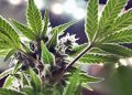 Trump says he is ‘considering’ marijuana reclassification