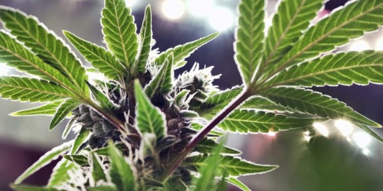 Trump says he is ‘considering’ marijuana reclassification