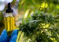 Trump’s marijuana order throws lifeline to hemp industry