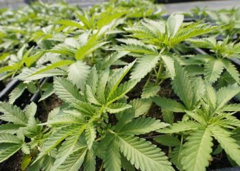 Trump signs executive order to expedite marijuana rescheduling