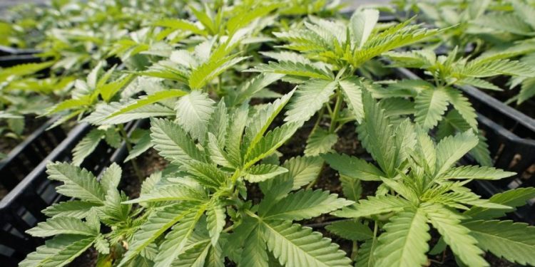 Trump signs executive order to expedite marijuana rescheduling