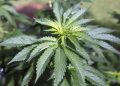 Cannabis hyperemesis syndrome cases surge in Virginia: What is it?