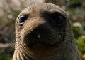 California seal-watching tours cancelled due to bird flu outbreak
