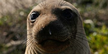California seal-watching tours cancelled due to bird flu outbreak