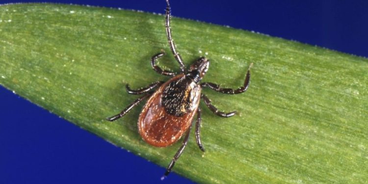 Lyme disease vaccine 70 percent effective: Pfizer