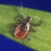 Lyme disease vaccine 70 percent effective: Pfizer