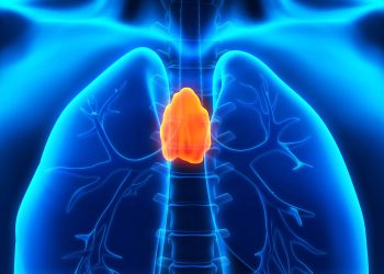 Thymus may be critical to adult health