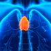 Thymus may be critical to adult health