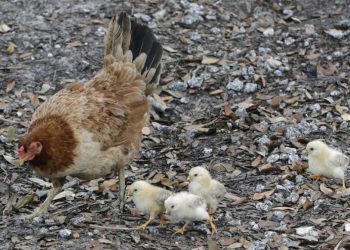 Cases of drug-resistant salmonella, several among kids, linked to outbreak; CDC issues warning