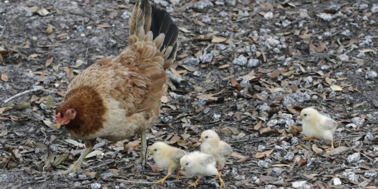 Cases of drug-resistant salmonella, several among kids, linked to outbreak; CDC issues warning