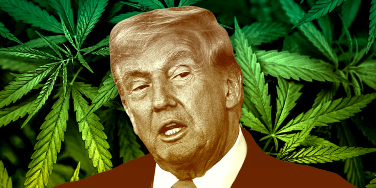 Trump turns over new leaf in GOP drug policy with marijuana, psychedelics orders