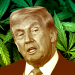 Trump turns over new leaf in GOP drug policy with marijuana, psychedelics orders