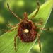 Tick that causes meat allergy, other rare virus is spreading: What symptoms to watch for