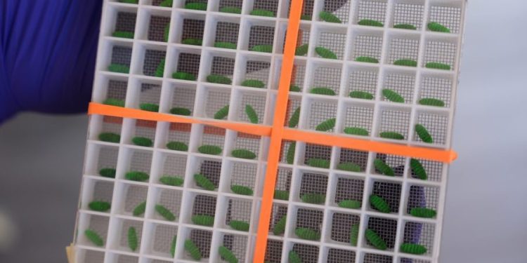 Screwworm fly detected in Texas for first time in decades