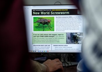 MAP: Where have New World screwworm cases been reported in Texas?