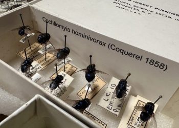 USDA confirms second screwworm fly found in Texas