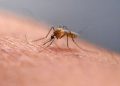 Google wants to release up to 32 million ‘good’ mosquitoes in California and Florida 