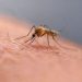 Google wants to release up to 32 million ‘good’ mosquitoes in California and Florida 