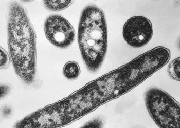 Third person dies amid NYC Legionnaires’ outbreak, officials say