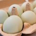 Nearly 1.6 million eggs recalled over salmonella concerns: Full list of products impacted