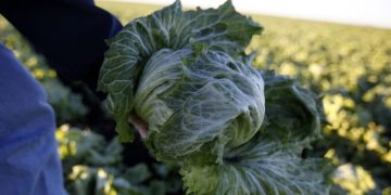 Cyclospora outbreak linked to lettuce expands to 9 states