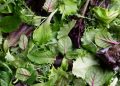 Lettuce or salad greens may be culprit in Michigan cyclosporiasis outbreak, health officials say