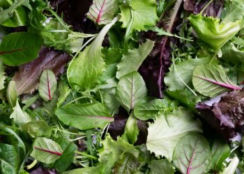 Lettuce or salad greens may be culprit in Michigan cyclosporiasis outbreak, health officials say