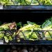 Vegetable supplier Taylor Farms to pull some products amid cyclosporiasis outbreak