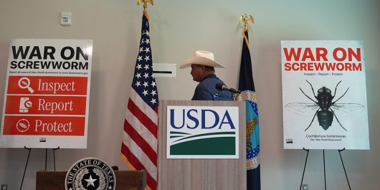 US to reopen border to Mexican cattle imports after screwworm shutdown